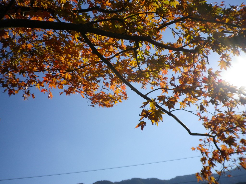 紅葉ヤマモミジと西日と空